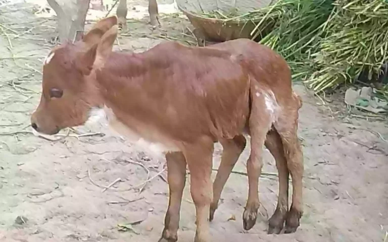 Six-legged calf born in Homna, Comilla, crowd eagerly watches