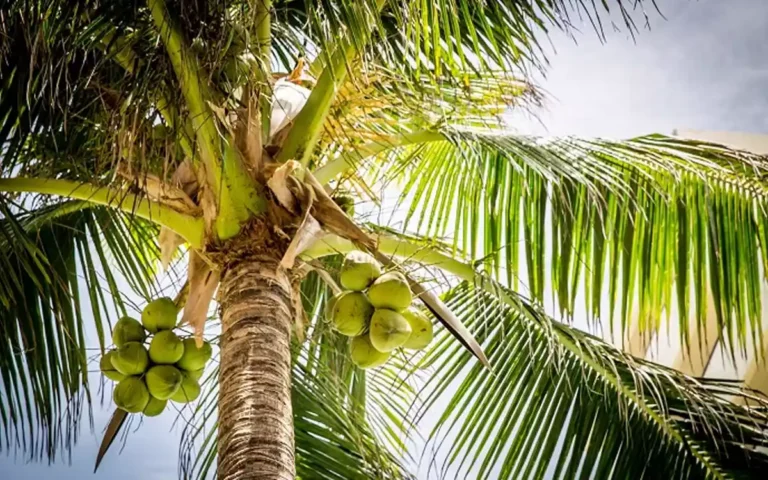 coconut tree