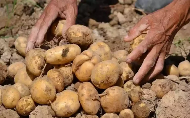 Rising Cumilla - potatoes