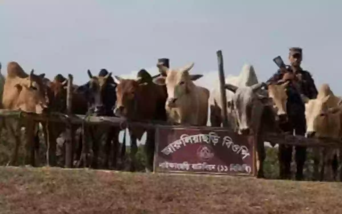 BGB seizes 20 Myanmar cows in Naikyangchhari, Bandarban