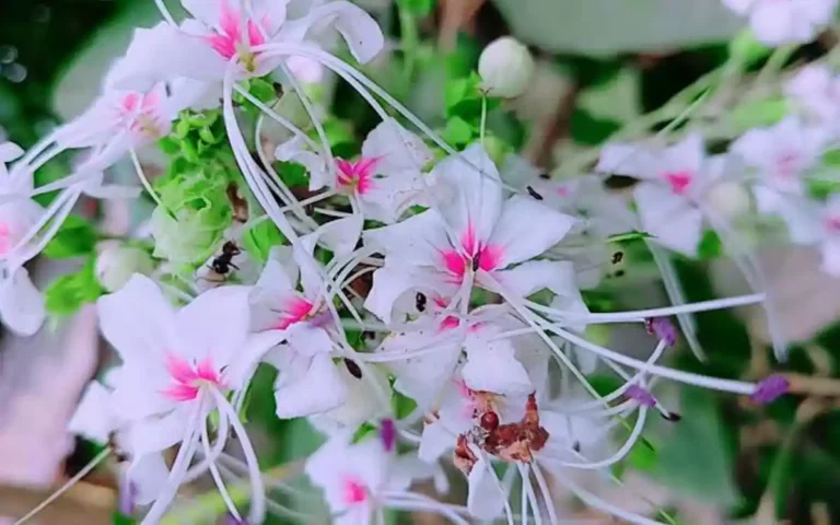Rising Cumilla - Clerodendrum infortunatum