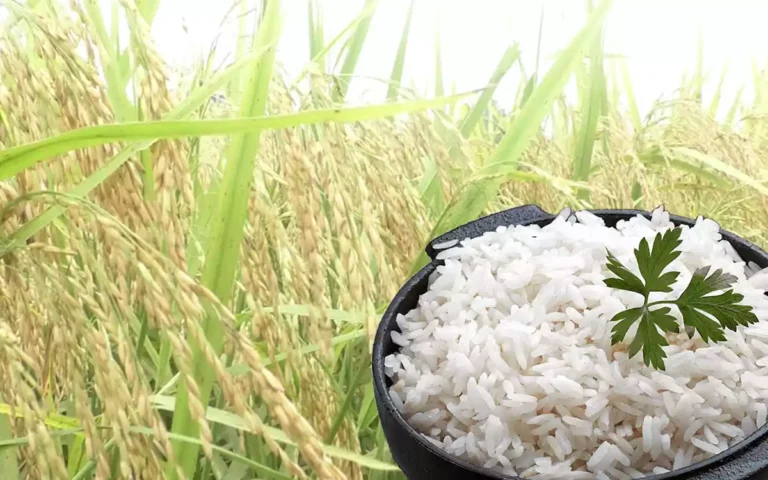Rising Cumilla - 'High protein' found in rice