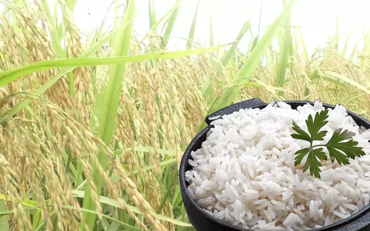 Rising Cumilla - 'High protein' found in rice