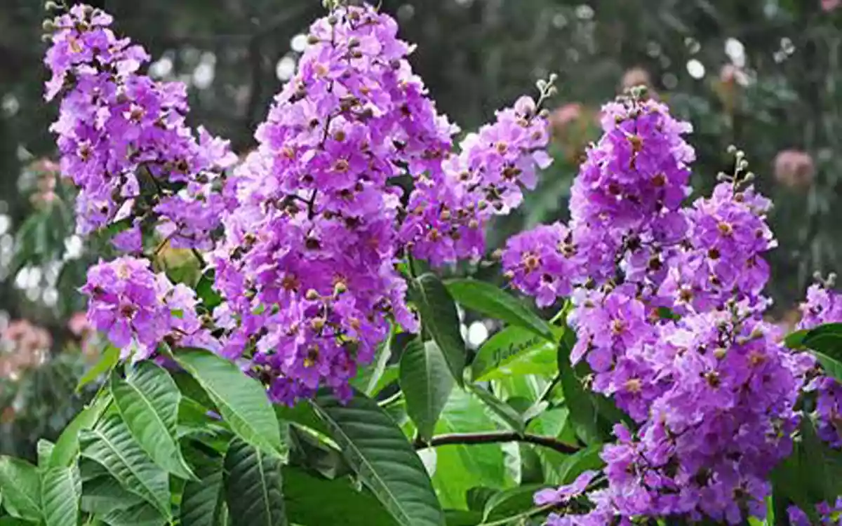 Lagerstroemia speciosa