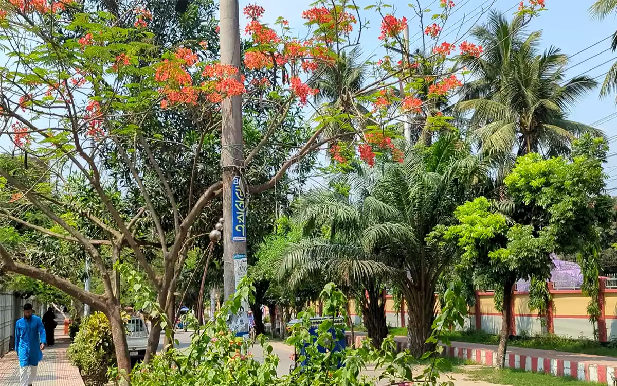 Rising Cumilla - Royal poinciana