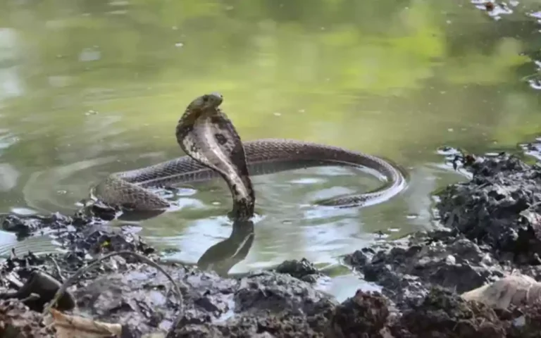 Russell's Viper