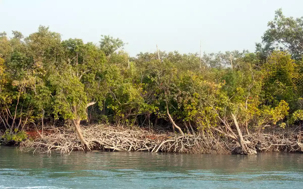 Rising Cumilla - Sundarban