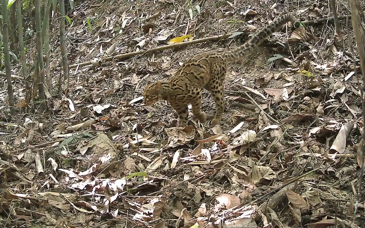 চট্টগ্রাম পার্বত্য অঞ্চলে ক্যামেরা ট্র্যাপে ধরা পড়ল দুর্লভ মার্বেলড ক্যাট