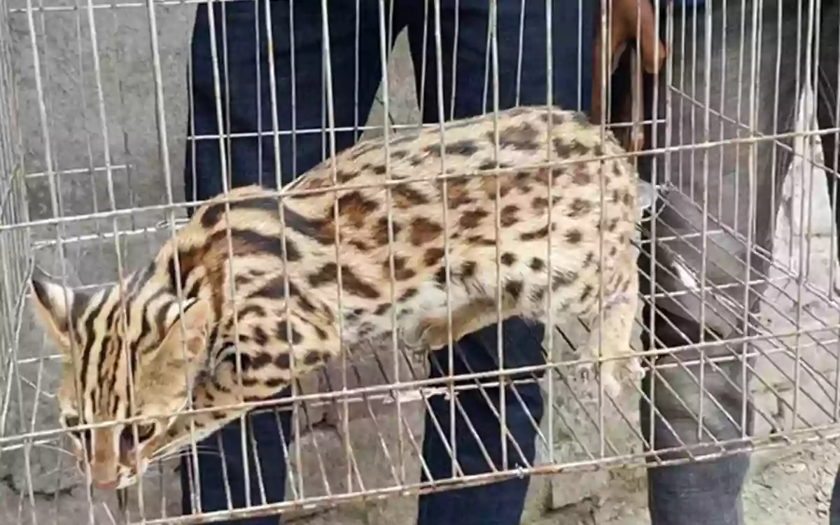 Rising Cumilla - A tiger was caught in a cropland in Lalmai, Cumilla