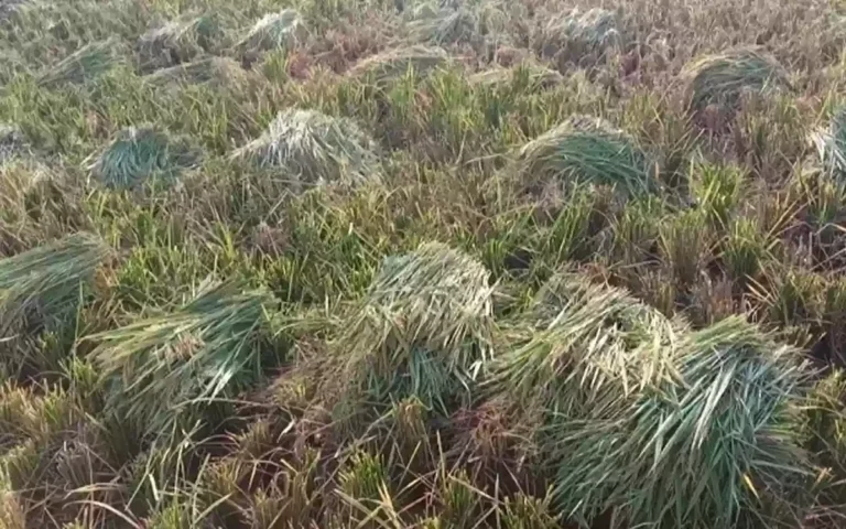 Allegations of looting and cutting of farmer's paddy in the dark of night