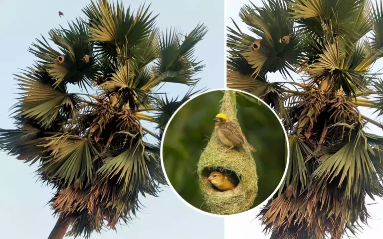 Rising Cumilla - Babui bird