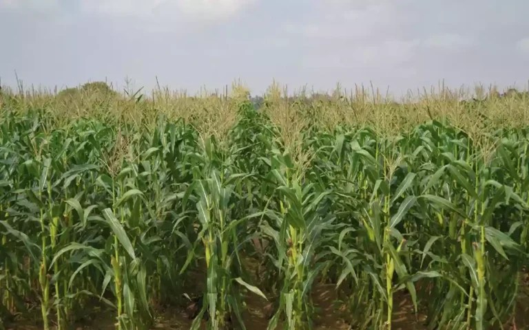 Rising Cumilla - Corn cultivation