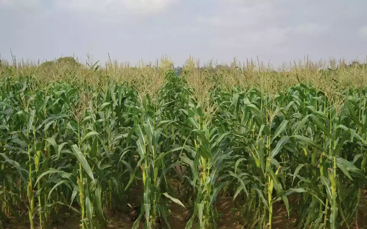 Rising Cumilla - Corn cultivation