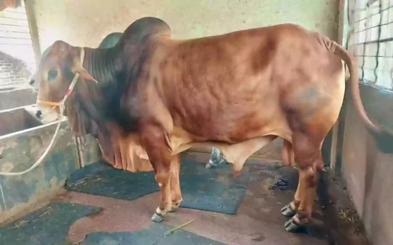 Rising Cumilla - Cow