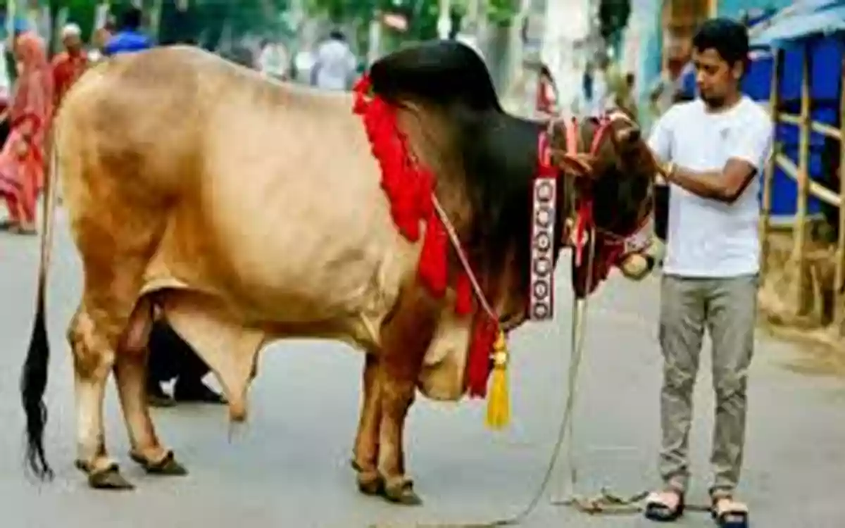 Rising Cumilla - Eid