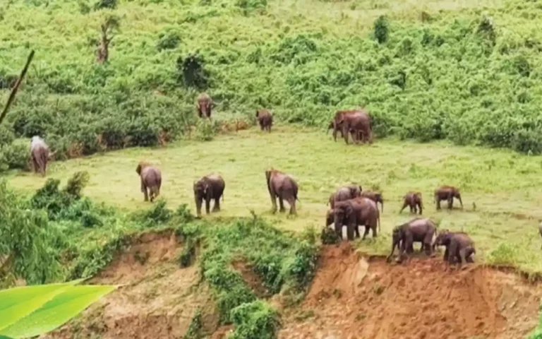 Rising Cumilla - Elephants