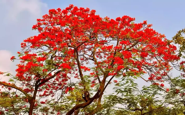 Rising Cumilla - Royal poinciana