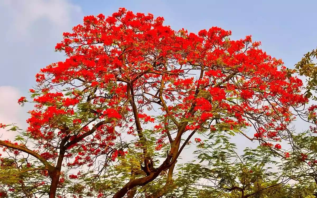 Rising Cumilla - Royal poinciana