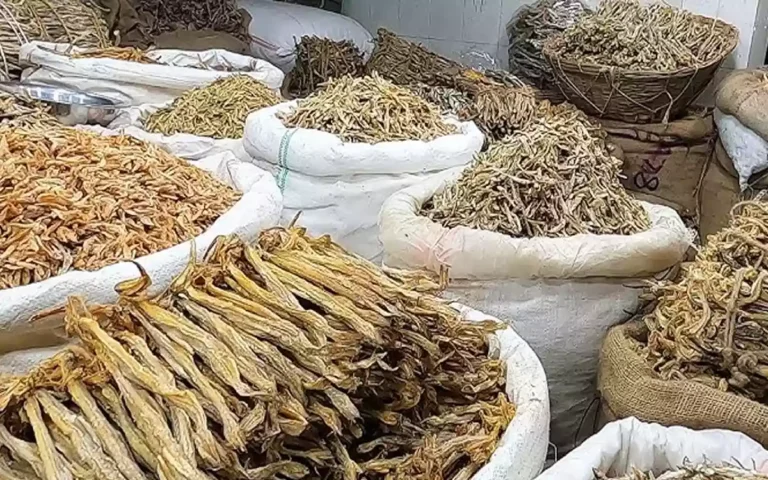 Rising Cumilla - Shutki