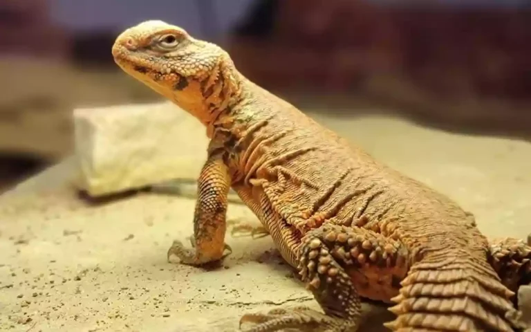 Uromastyx