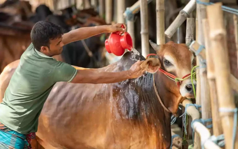 কুমিল্লায় প্রস্তুত ৪০১ কোরবানির পশুর হাট