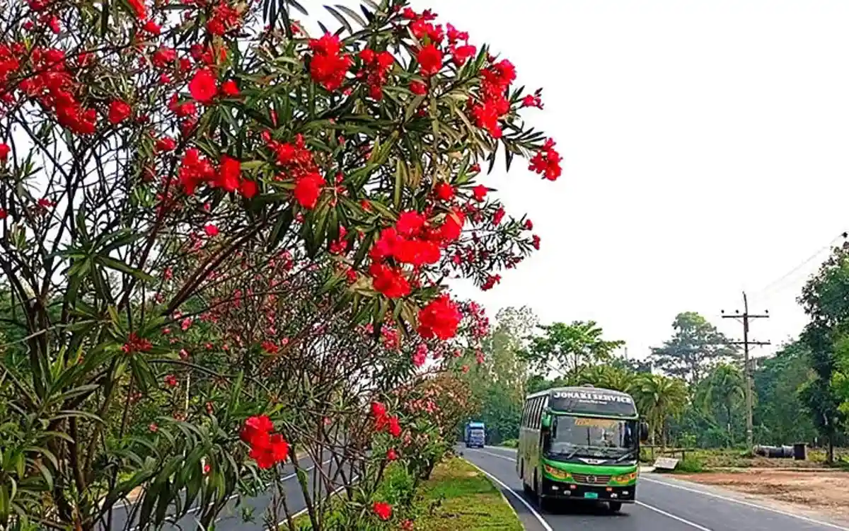 ঢাকা - চট্টগ্রাম মহাসড়কের বাহারি ফুলের সৌন্দর্য