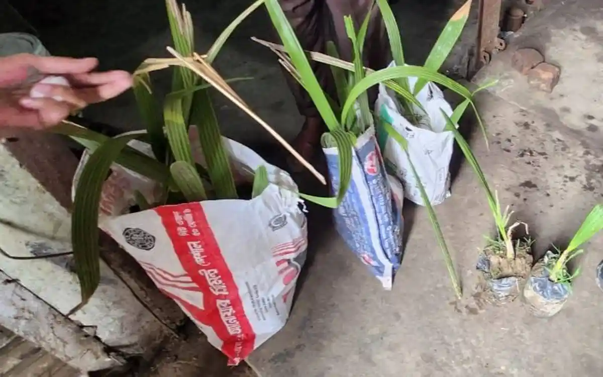 তালগাছ কেটে ক্ষতির অভিযোগে ২০টি তালচারা রোপণের নির্দেশ দিলেন ইউএনও