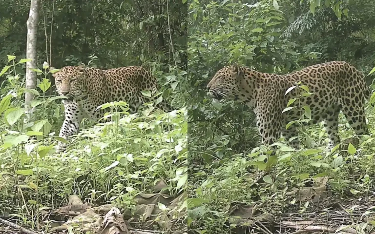 পার্বত্য চট্টগ্রামে এখনও টিকে আছে চিতাবাঘ! ক্যামেরা ট্র্যাপে ধরা পড়ল বিরল ছবি