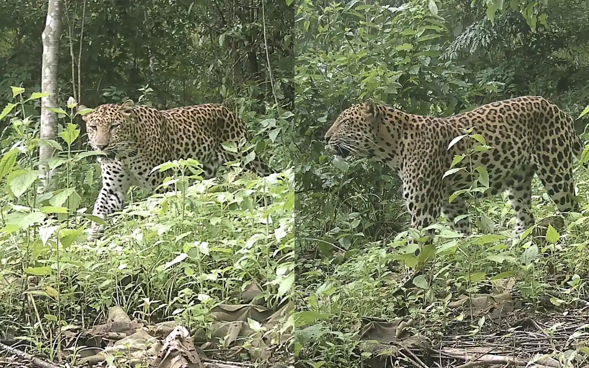 পার্বত্য চট্টগ্রামে এখনও টিকে আছে চিতাবাঘ! ক্যামেরা ট্র্যাপে ধরা পড়ল বিরল ছবি