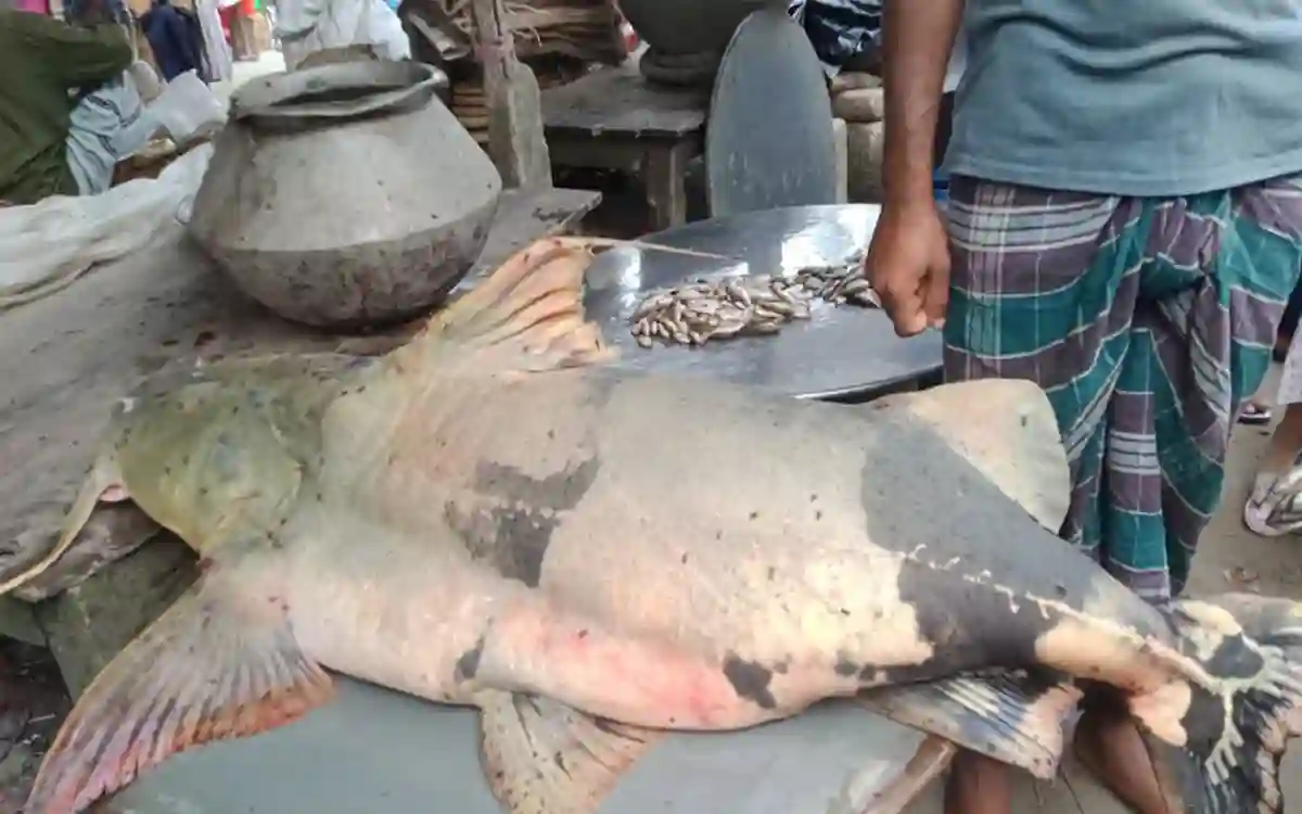 Rising Cumilla -42 kg bagar fish caught in the Padma River