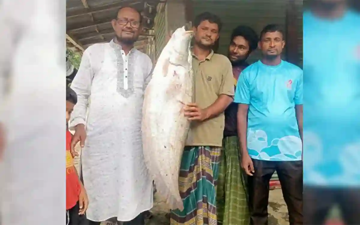 Rising Cumilla -8 kg Chital fish caught in Dharla river