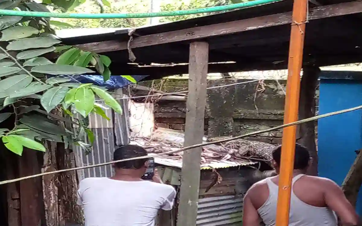 Rising Cumilla -A crocodile was floating in the pond, causing a stir in the area due to crocodile rumors