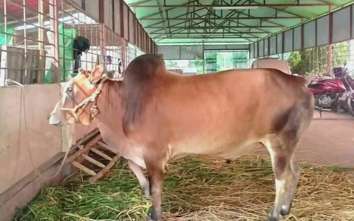 Rising Cumilla -Administration organizes Qurbani for the first time in Berobi