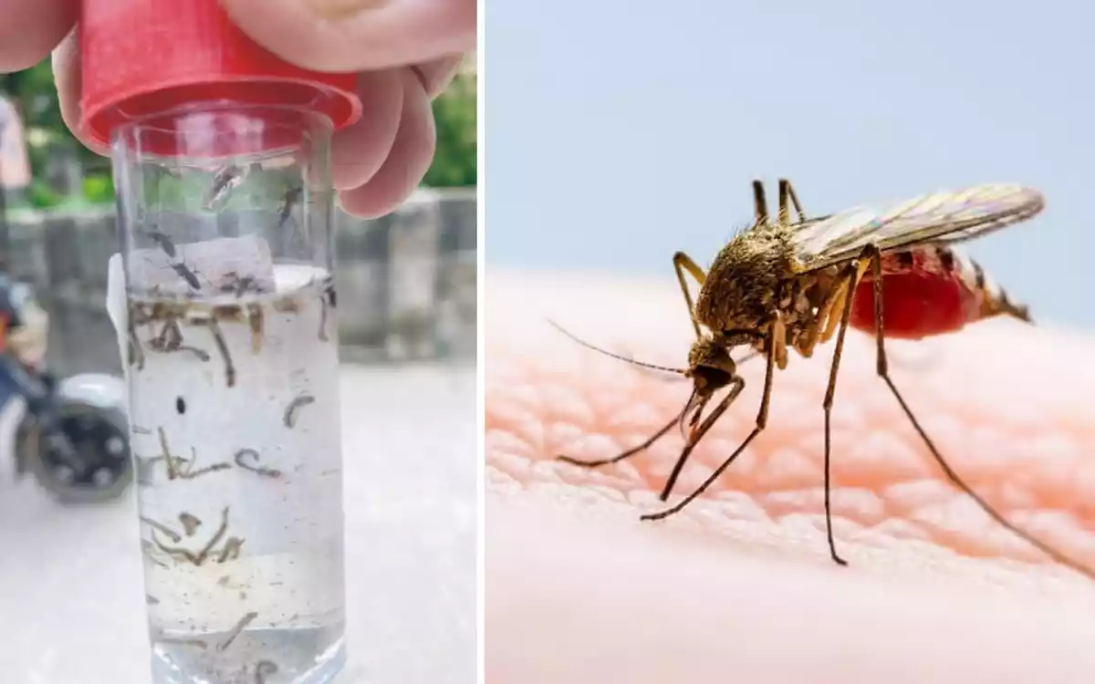 Rising Cumilla - Aedes mosquito larvae