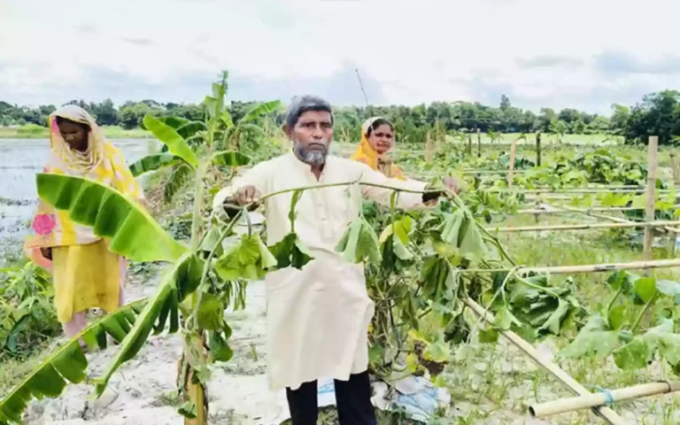Miscreants cut down trees in expatriate's vegetable field in Comilla