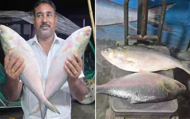 Two hilsa fish from Padma River sold for 14,000 taka