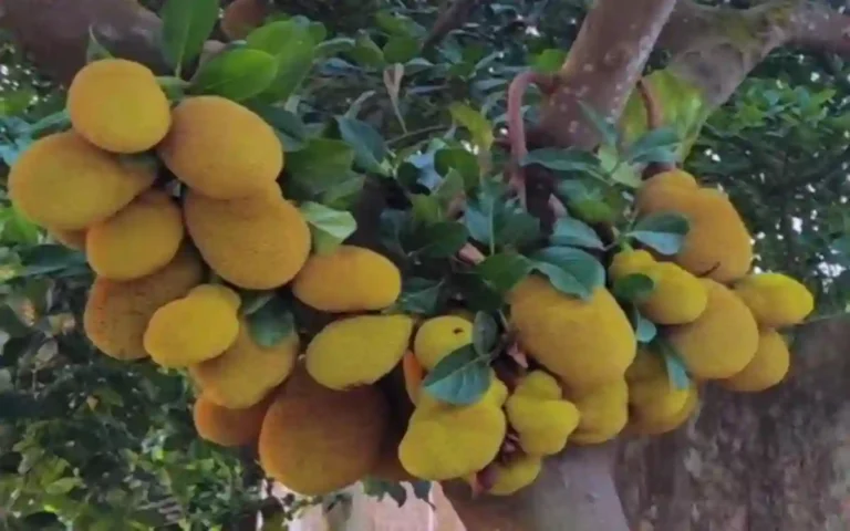 Rising Cumilla -jackfruit