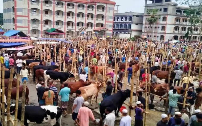 চান্দিনা সরকারি আইন অমান্য করে স্কুল মাঠে বসিয়েছে কোরবানির পশুর হাট
