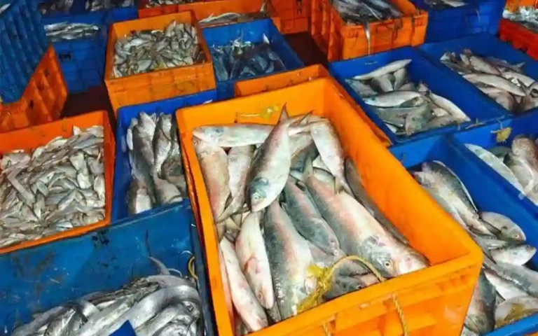 Rising Cumilla -34 Indian fishermen arrested along with two trawlers, handed over to court