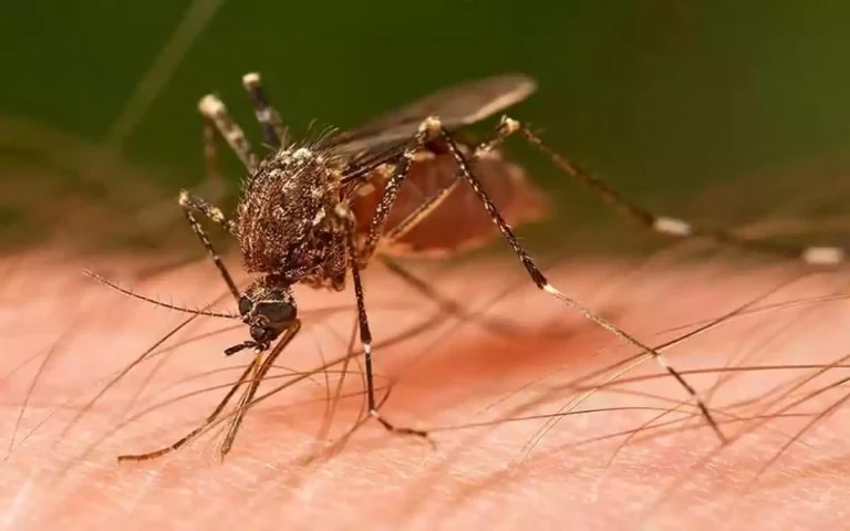 Chikungunya virus infection