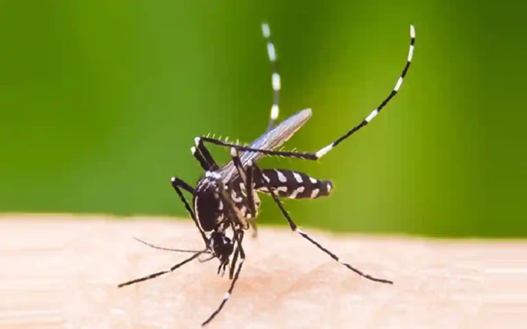 Rising Cumilla -'Good mosquitoes' may be the solution to dengue control