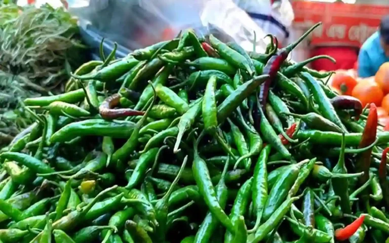 Rising Cumilla -Green pepper imports increase, but prices remain high