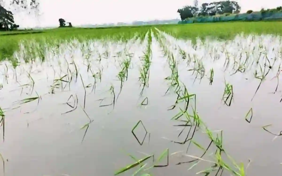Rising Cumilla -Heavy rains in Chandina have submerged crop fields Farmers hands on head