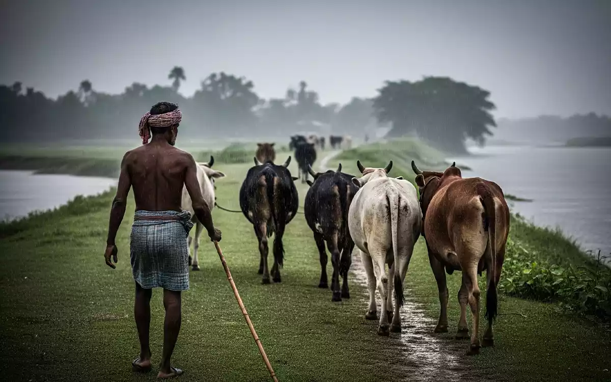 Rising Cumilla - Rain