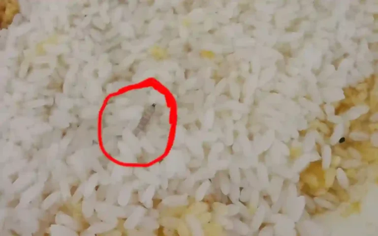Rising Cumilla -Students angry over insects in Berobi dining hall food