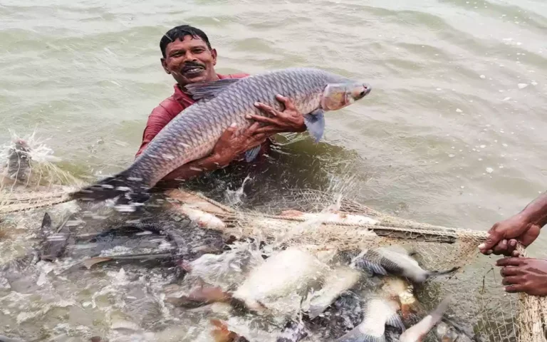 Rising Cumilla - fish farming