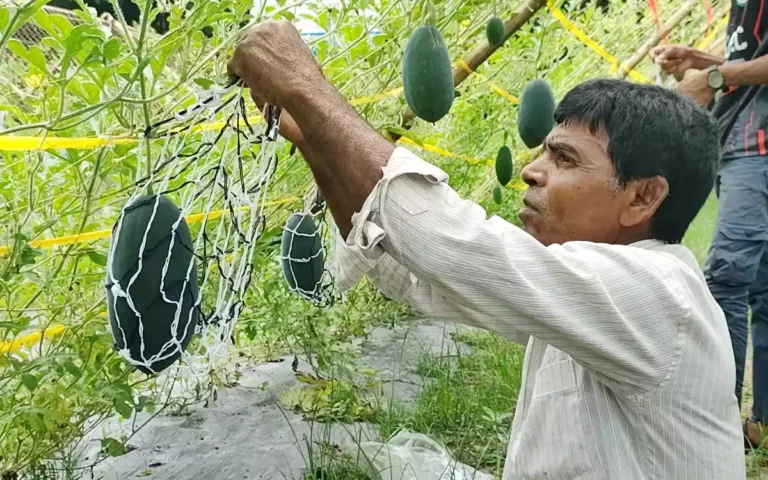 নওগাঁয় মার্সেলো তরমুজ চাষে সফল চাষিরা