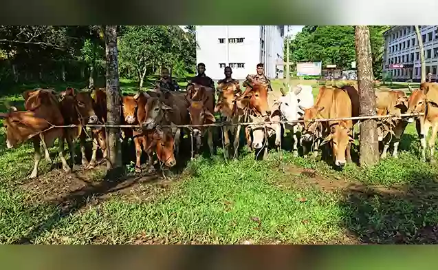 Rising Cumilla - 15 Burmese cows seized without owners at border