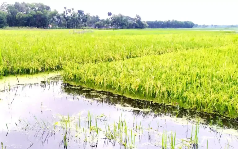 Rising Cumilla - Aush rice