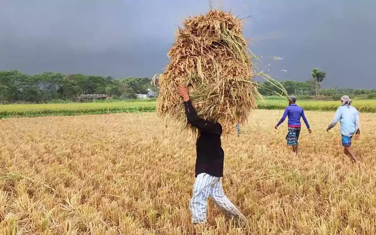 Rising Cumilla - Aush rice harvesting